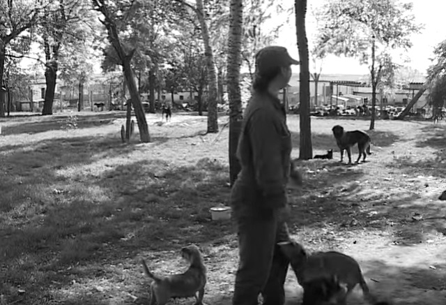 9 godina od tragične smrti Etele Merk: Čopor anđela - Etela Merk zaštitnica napuštenih životinja i ljudi sada ima svoj “nebeski čopor”