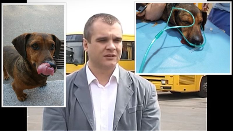 Funkcioner iz Pančeva zvani Hitler, dvadeset minuta GAZIO I LOMIO psa od 7-8 kg, pa ga bacio van grada. Dobri ljudi spasili Žuću (VIDEO) Hitler Zuca 800x450 1
