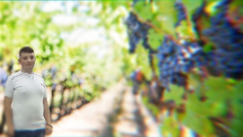 Nenad Vinograd 800x450 1