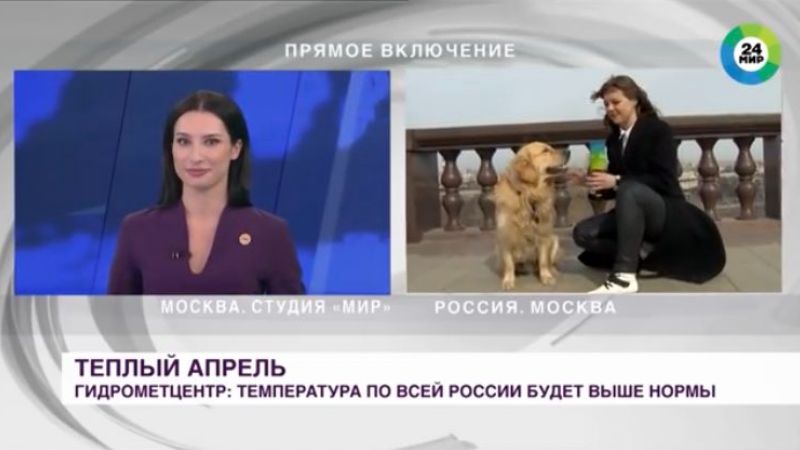Retriver prekinuo novinarki uživo uključenje i otrčao sa mikrofonom (VIDEO) Pas Voditeljka Milrofon 800x450 1