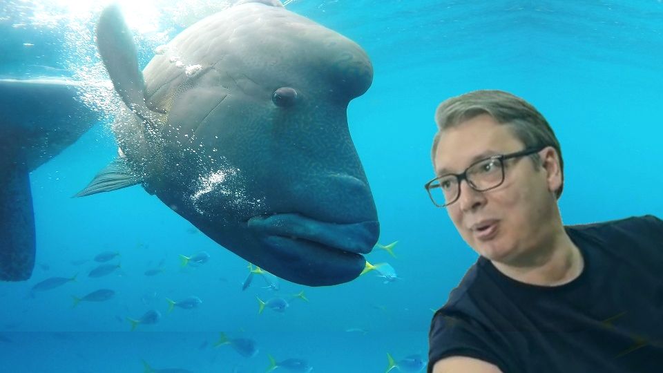 "Vučić duže može da izdrži pod vodom nego da ne slaže" Riba More Vucic 960x540 1