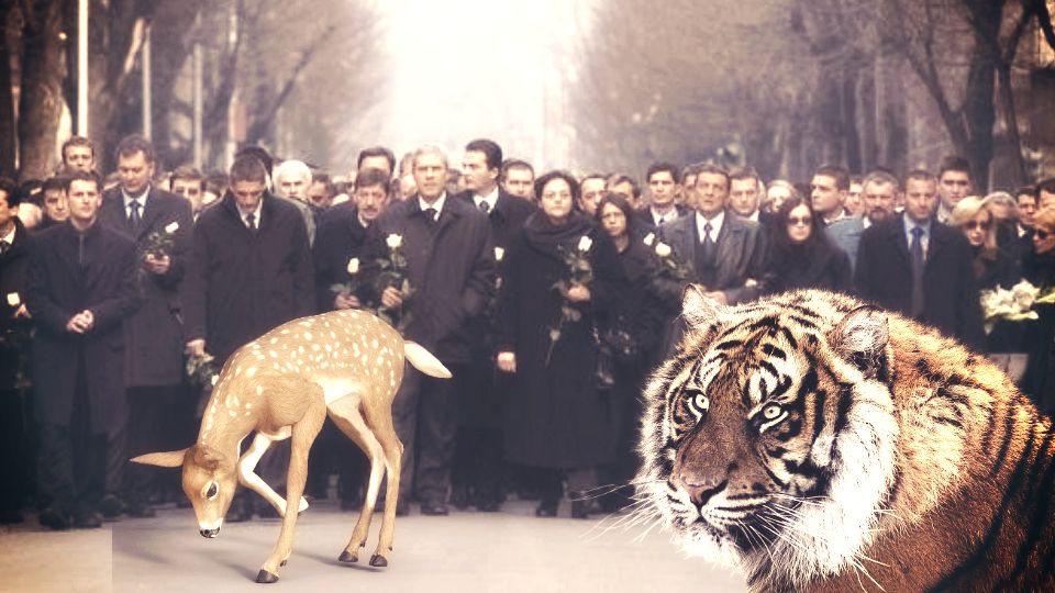 SAhrana Zorana Djindjica Tigar Srna Bambi 960x540 1