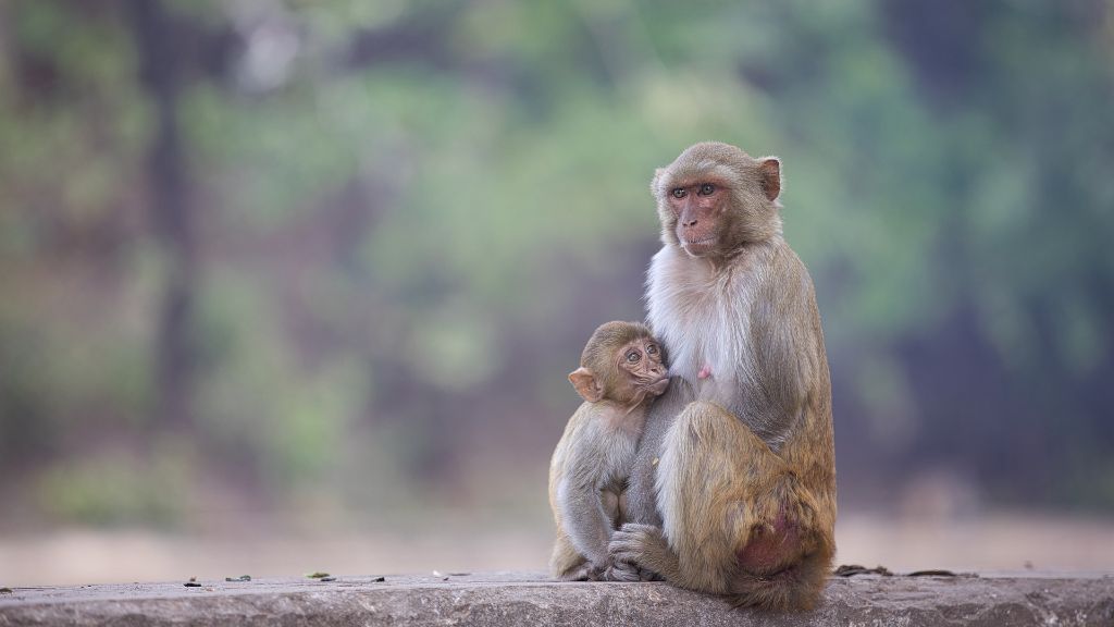 Beogradski zoološki vrt obeležio 85 godina postojanja, najavljena obnova kaveza za majmune Monkey Majmuni 1024x576 1