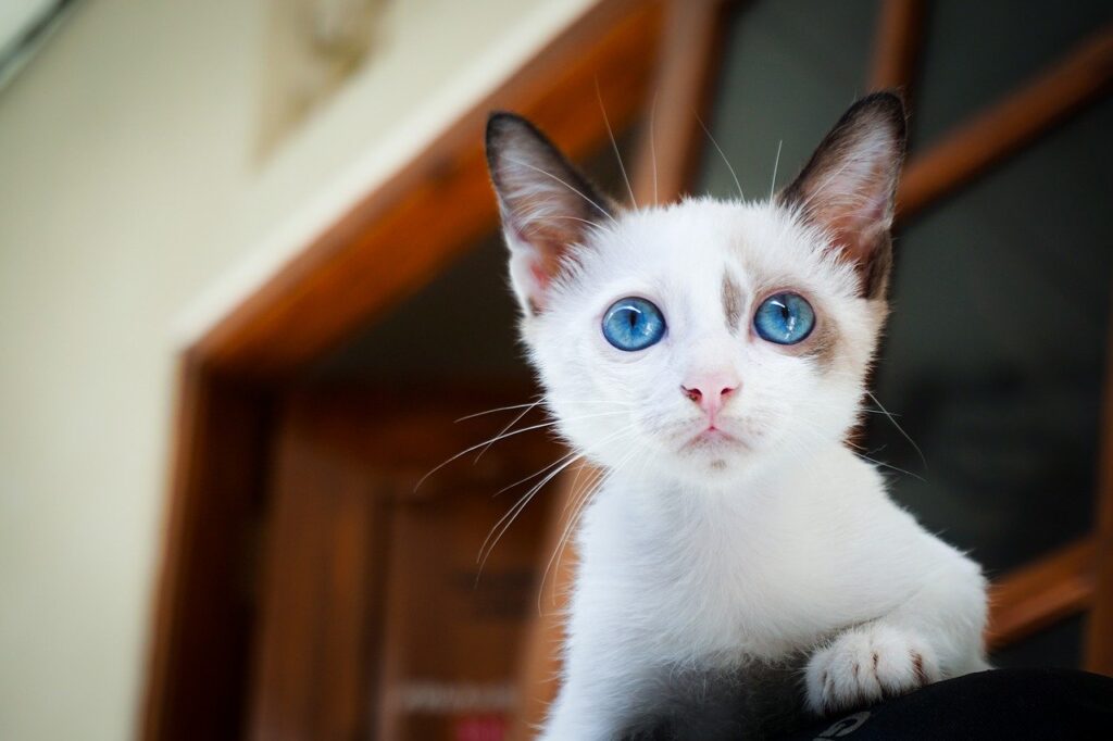 Kitten Macka 1024x682