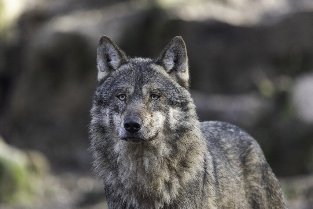 Zašto je vuk mitološki predstavnik Srba Wolf Vuk 1024x683