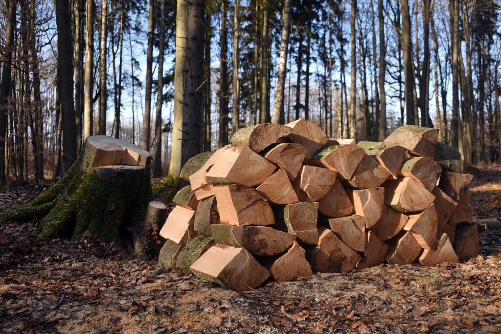 Wood Suma Drvo Ogrev 1024x682