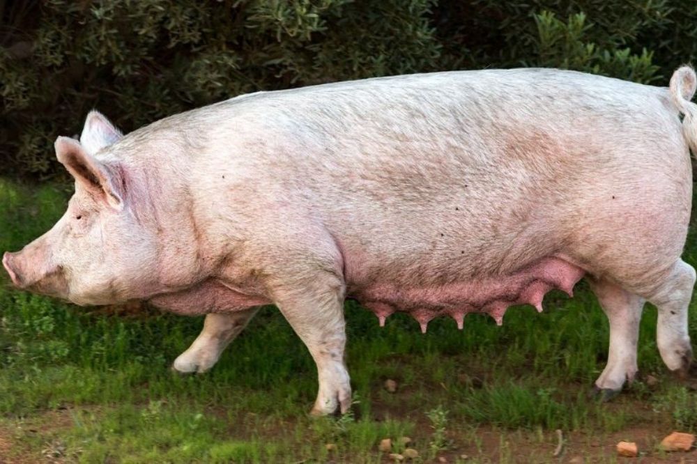 Svinja 1000X666