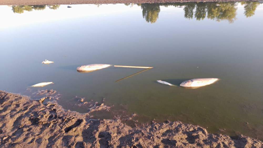 Conopljansko Jezero 8