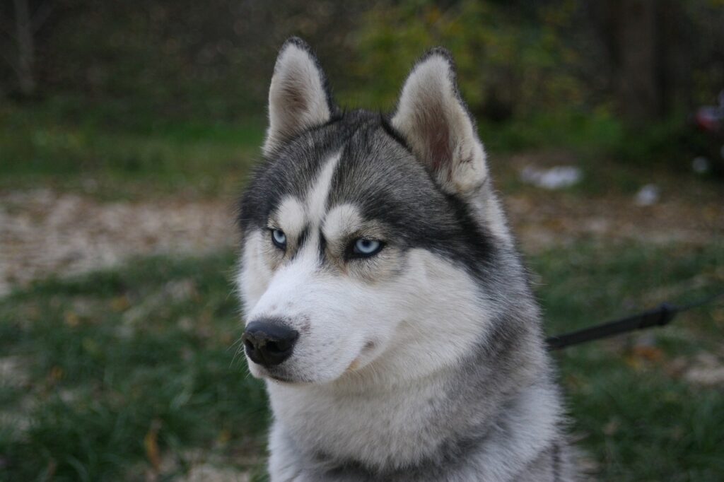 Otkud haskijima plave oči? Husky Haski Sibirski Haski 1024x682