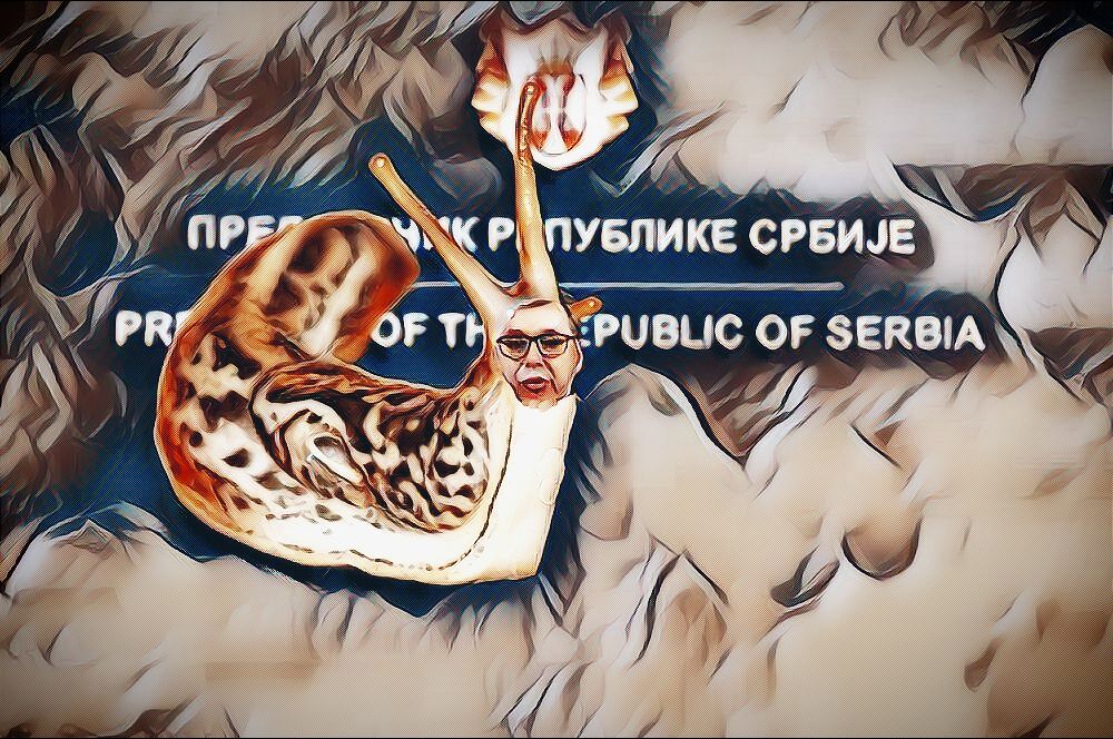 Vucic Puz Golac 1000x666 1
