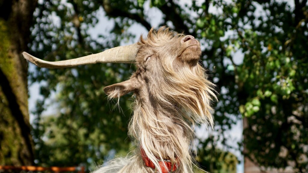 Goat 2740276 1280 1024x576