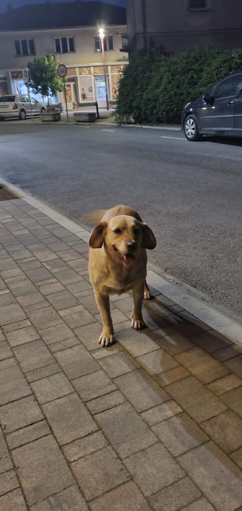 Milivojević i Đorđević spremili pljeskavice za Vučića IMG 20230626 WA0018 485x1024