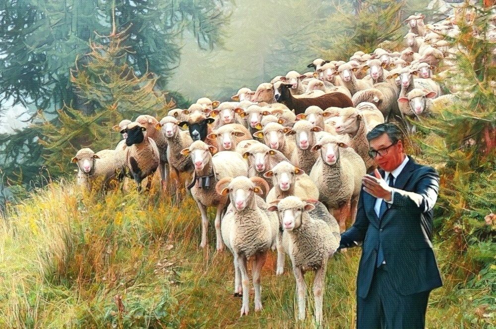 Vucic Ovce 1000x666 1