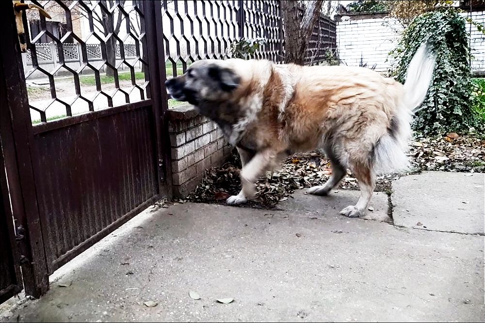 Zašto psi laju samo na određene ljude? Meda 0 1000x666 1