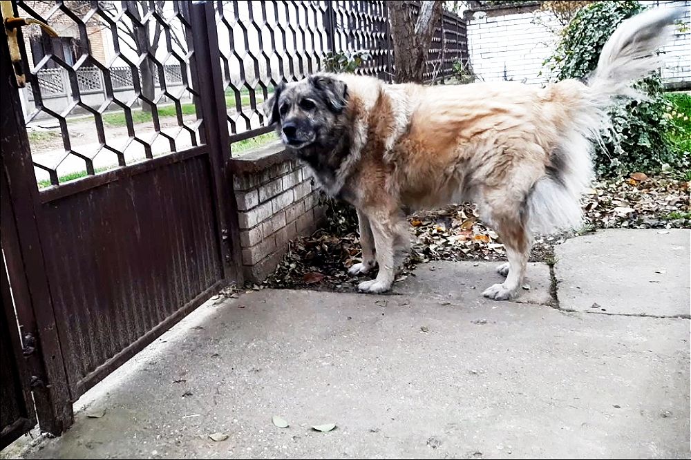 Zašto psi laju samo na određene ljude? Meda 1 1000x666 1