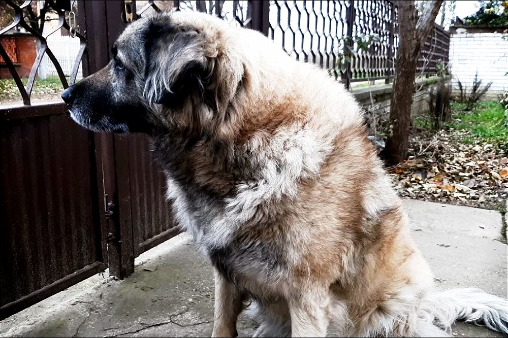 Zašto psi laju samo na određene ljude? Meda 2 1000x666 1
