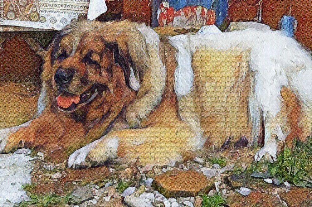 Zašto nije poželjno da budimo psa? Meda 1 Edit 1000x666 1