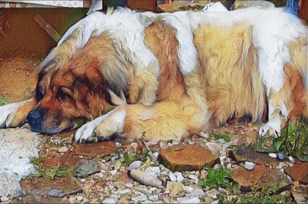 Zašto nije poželjno da budimo psa? Meda Edit 1000x666 1