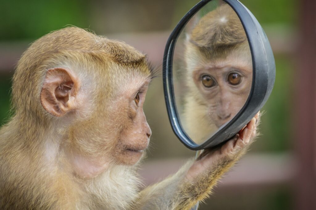 Monkey Majmun 1024x682