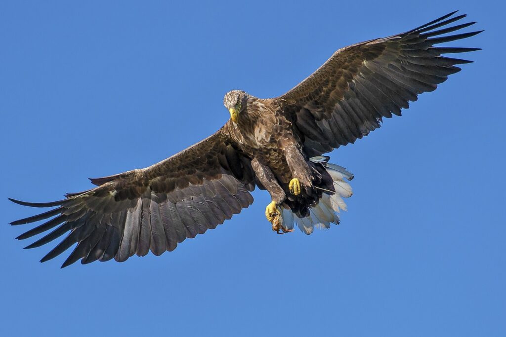 Slovenski horoskop: Koja životinja je vaš totem? Orao 1024x683